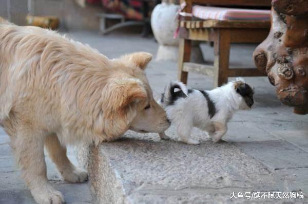 狗狗这几个怪异的行为，背后的意思，恐怕只有养过狗的人才懂