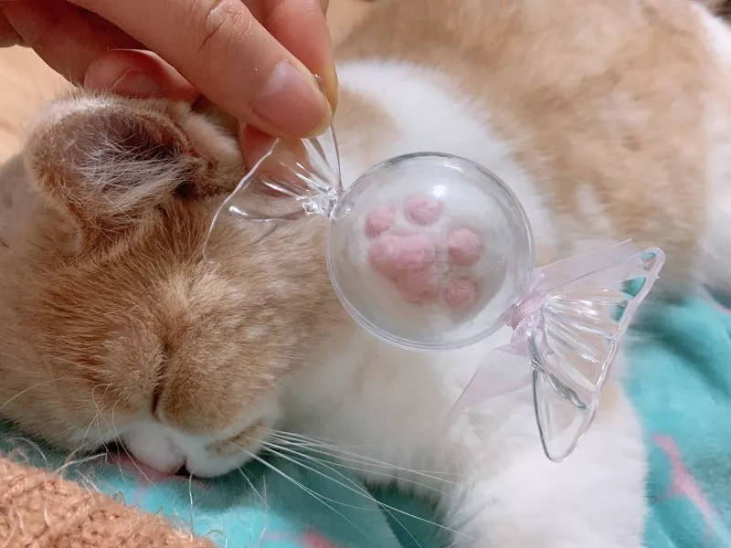 猫咪因为掉毛太多，主人不甘心去毛，竟然这样做