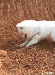 帶薩摩耶回農村過年，刨起紅薯比挖掘機還好使，認真的模樣好可愛