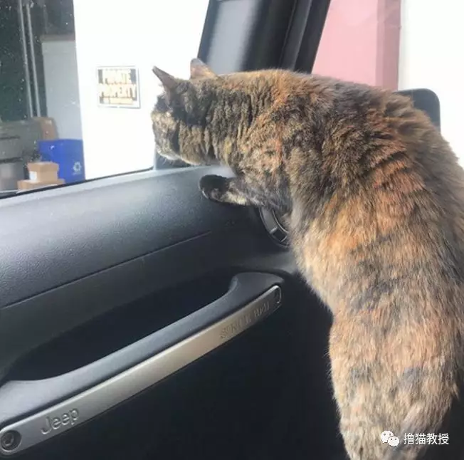 流浪小猫和消防员相亲相爱四年后，最近被一封匿名信打破了幸福