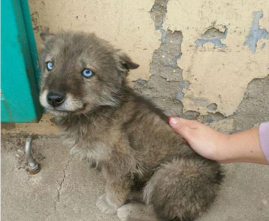 在山里捡了一条流浪狗，人们纷纷出高价想购买