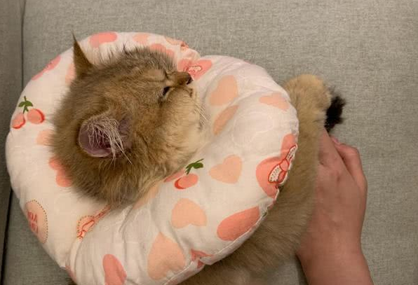 金渐层麻糬性格黏人，睡觉紧抱女主人的手不撒开，主人手都麻了!