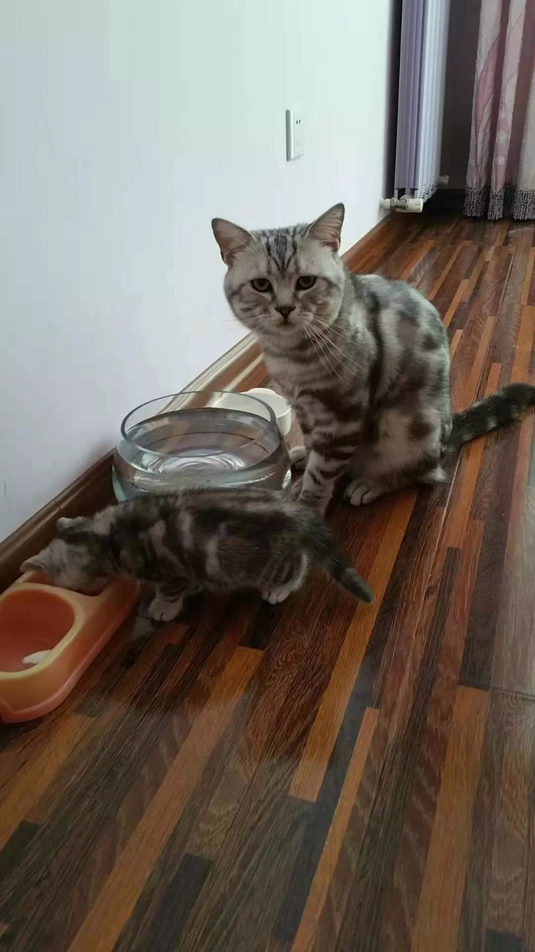 大头猫咪天生爱吃醋，一早起身就霸占主人的大腿不让另外两只猫咪靠近