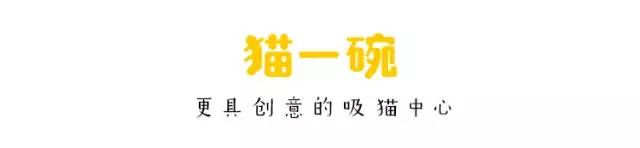 被执行安乐死的前一天，这只丧脸橘猫竟然……