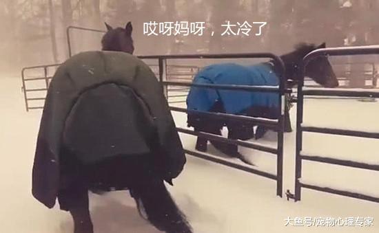 两只马下雪天非要出门，刚踏出两步就定住，我的蹄子怎么动不了