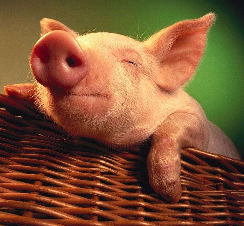 豬能活多久？一頭準備賣的豬，被他相依為命在山里養了21年