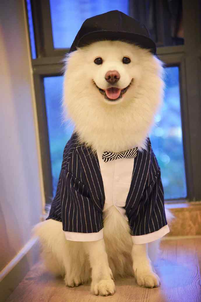 饲养宠物对孕妇和宝宝有伤害么？如何安全养宠？