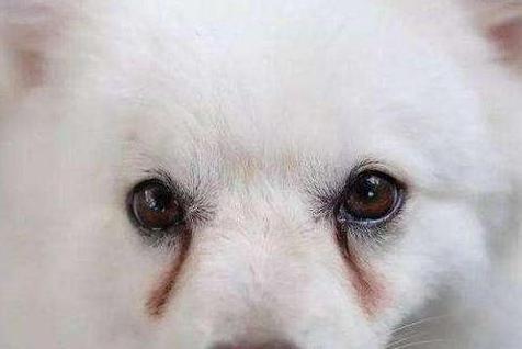 狗狗若有泪痕, 尽量多吃“5物”, 泪痕自然会消掉!