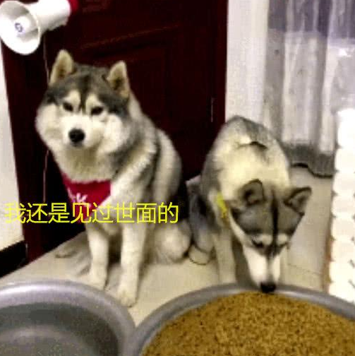 主人要出差, 给两只二哈留下了一大盆狗粮和水, 二哈: 家不想要啦