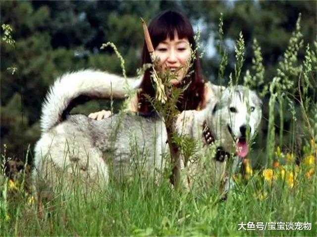 哈士奇送到乡下2天，父亲打电话哽咽说道：有时间来把狗狗接走吧