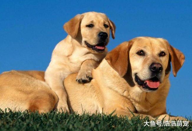 5種對主人不忠心的狗狗，偷狗賊最喜歡偷它們，一個雞腿就能牽走