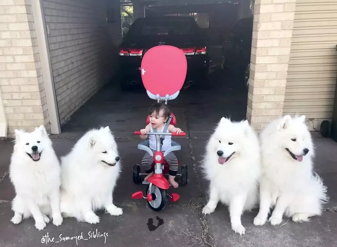 这才是白雪公主吧，女孩和7只萨摩耶一起长大！