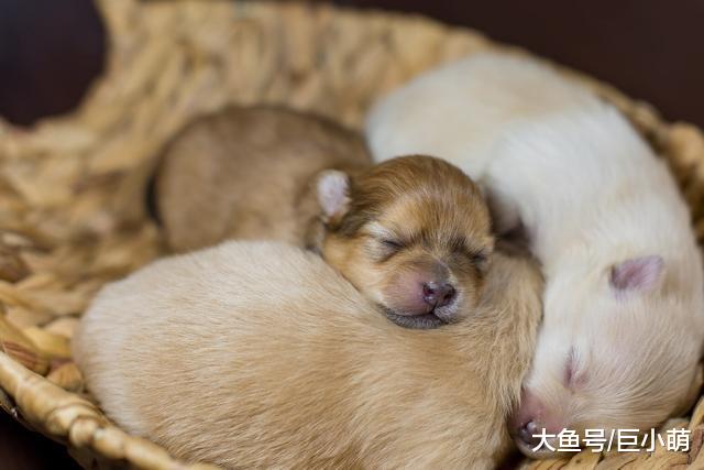 新生狗狗到底什么时候睁眼？狗狗没睁眼，主人别硬来