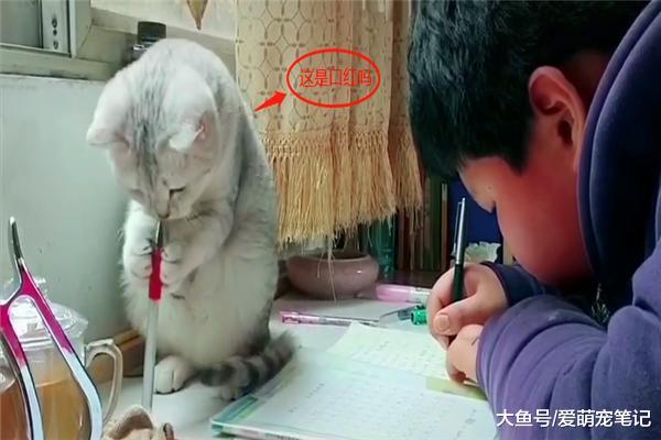 银渐层把玩小主人的红水笔，双手捧笔的架势，还以为要涂“口红”