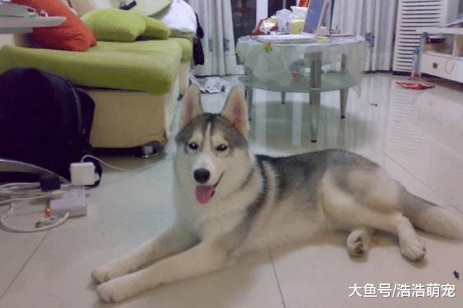 狗狗为什么喜欢咬主人的衣服？原因有5个，很多人宠主都不知道