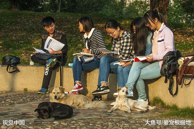 流浪狗赖在车上不愿离开，眼神楚楚可怜：带我回家吧！