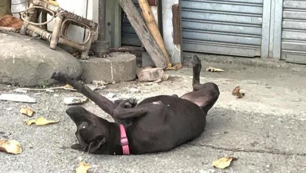 狗狗倒地翻白眼，主人崩溃以为被毒杀，下一秒被狗狗动作惹生气