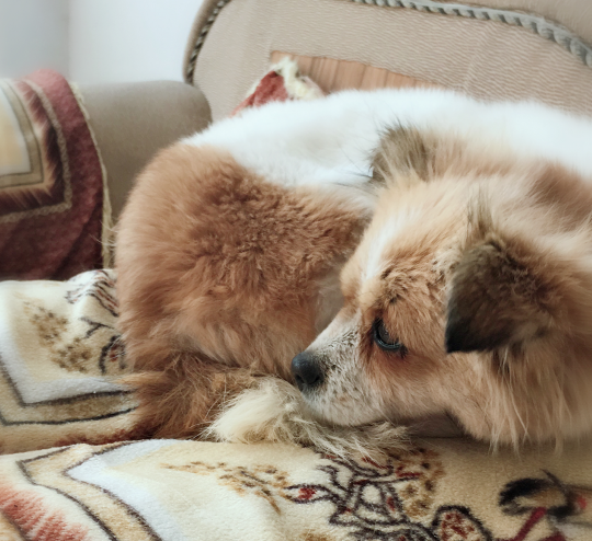 一只蝴蝶犬的自述: 在冬日的暖阳里, 谁还不是一只小公主?