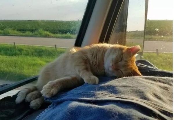 一人一猫一货车，这个司机的世界，既枯燥也温柔