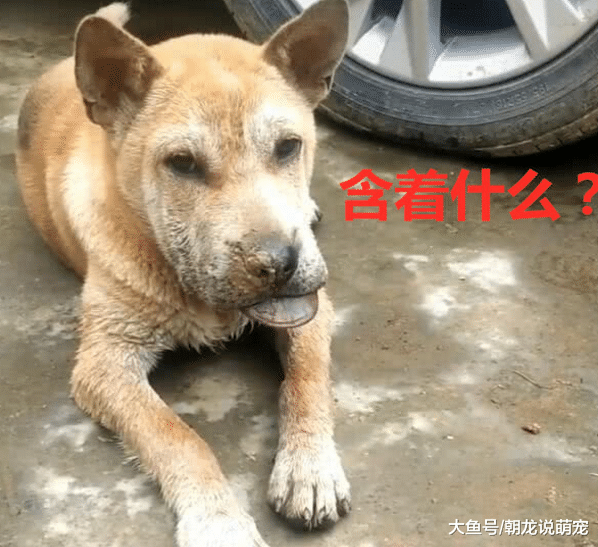 看到狗狗伸着舌头，当时男子感觉很滑稽，当靠近一看却泪奔！