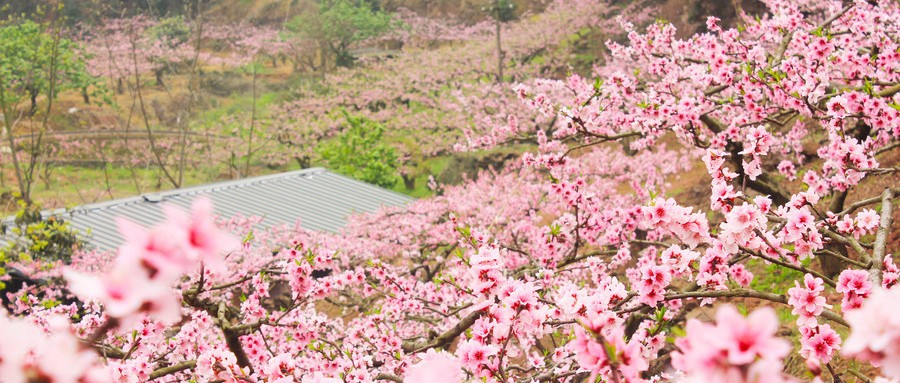 摄影技巧：三月初春，桃花盛开，怎么拍出好看桃花照片呢？