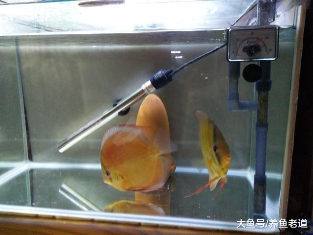 只要对这四件事有信心，观赏鱼有点小问题完全没有必要下药！