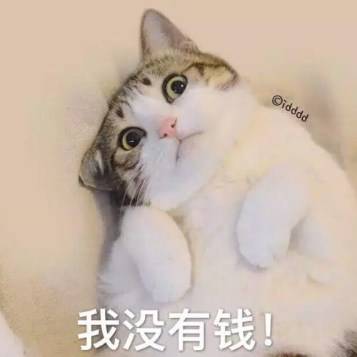 “猫粮自由”一个铲屎官不能言说的心酸