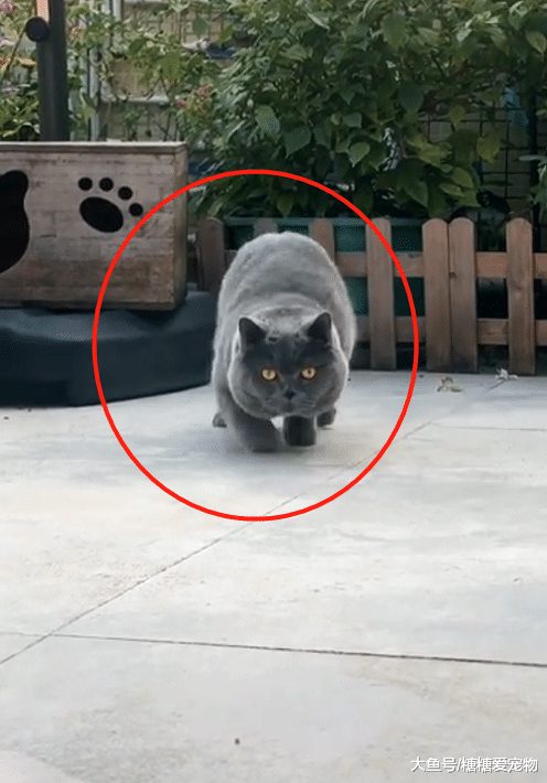 蓝猫胖后＂爆红＂，走起路来超霸气，网友：像是蠕动的＂猫猫虫＂