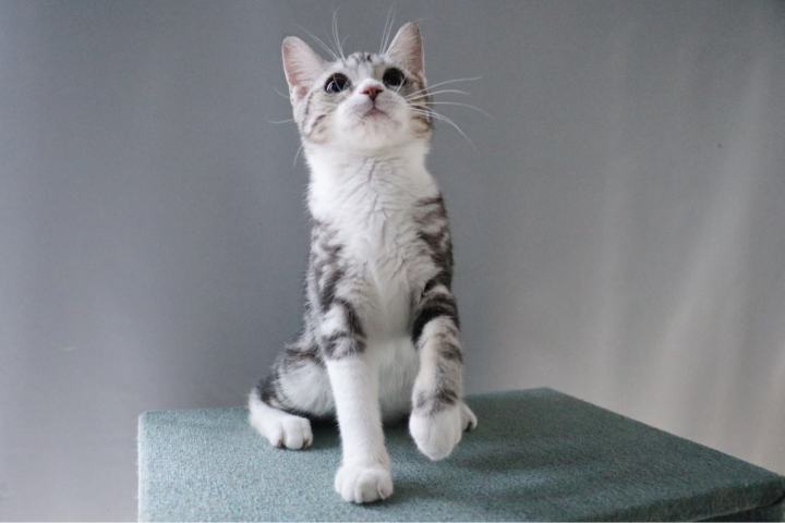 美国短毛猫，你家的长什么样子呢？美短聪明温顺