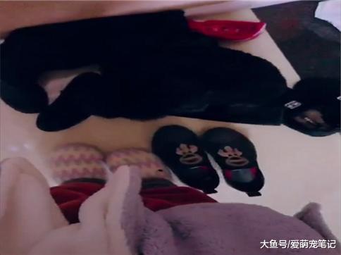 主人发现狗狗不见了, 出门穿鞋的时候才找到它, 这泰迪黑的好认真