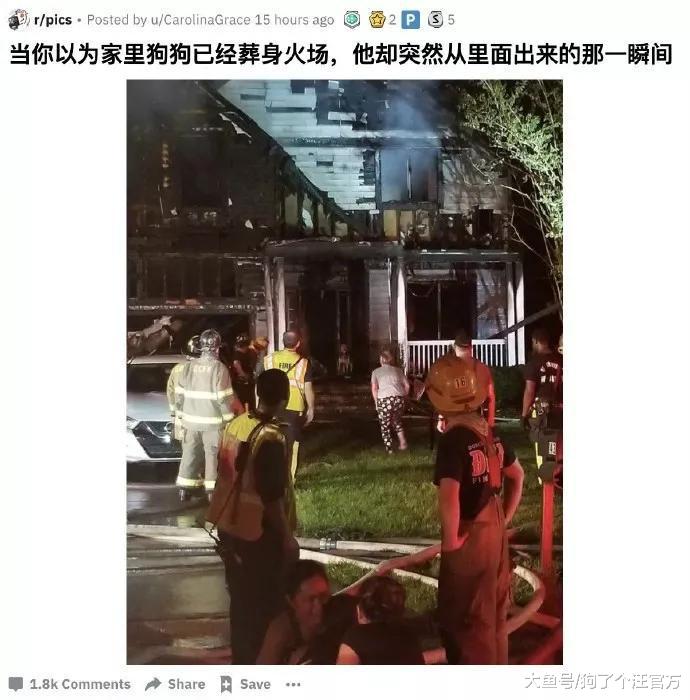 有女儿的人家一定要养一只大狗