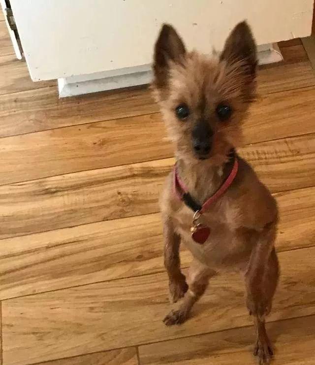 戏精附体！领养回家的小约克夏，见到原住汪竟然这样争宠……