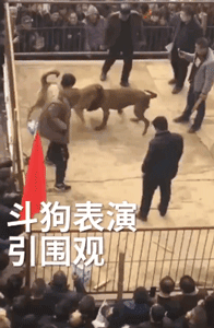 斗狗伤残导致流血不止！2019，请斗狗消失