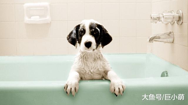 狗狗不喜欢洗澡怎么办？这六个方法，可以让它接受自己被丢进浴缸