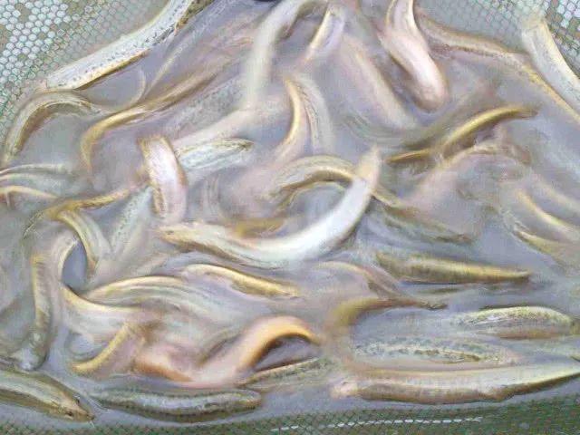 生活小常识：肾不好的男人，尽量多吃这4种肉类，或对肾脏有好处，早知早受益