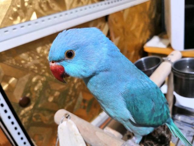 网友：月轮鹦鹉有这么多种颜色？实在太漂亮了！看完我好想养一只