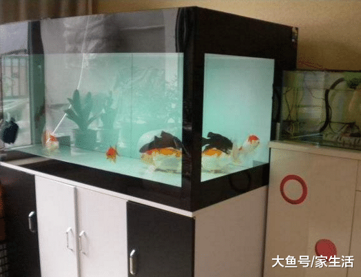 家里万万别放这几样东西，有钱人都懂避开，越住才能越富裕