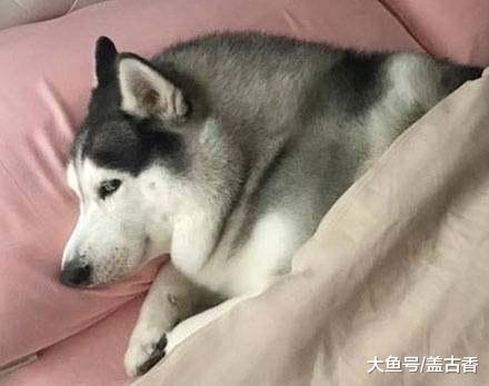 二哈溜进小主人被窝，被铲屎官发现后，一个眼神耐人寻味