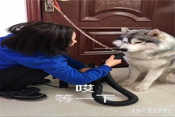 在哈士奇的劝阻下, 网友还是发现了男主的私房钱, 狗: 已经尽力了