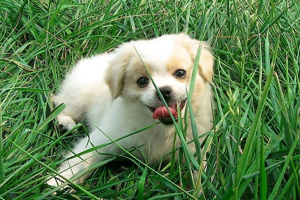 和狗狗相处的时候，要知道它们的小秘密，这些都是真的