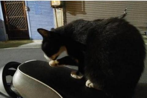 流浪貓不愿離開，寵主做出承諾