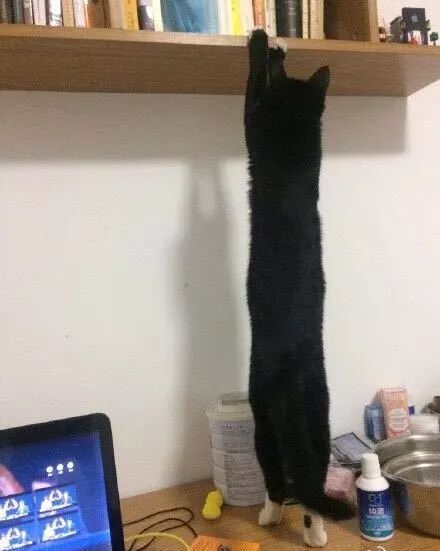 问：猫能长多长？喵星人：一不小心比铲屎官腿还长