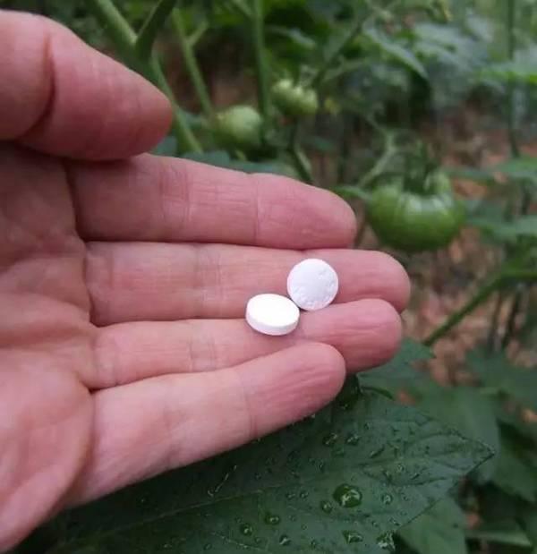 浇花水里加点料，比施肥还灵！叶片绿的滴出油，开花特别猛
