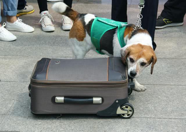警犬10秒查出2个问题行李，游客怀疑它在骗奖励，警犬：我冤枉