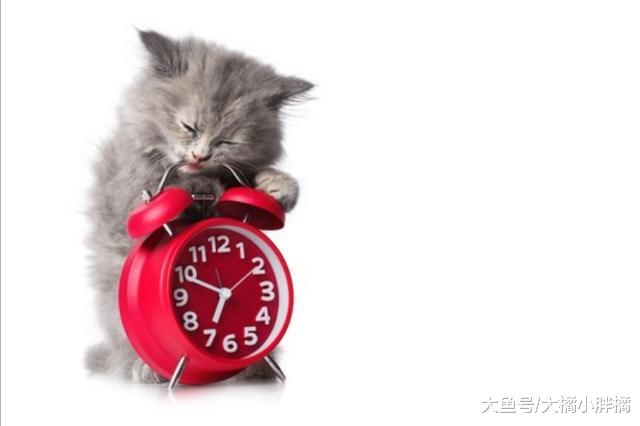训斥猫咪时得避免犯这6个错误，否则错上加错，到最后两败俱伤！