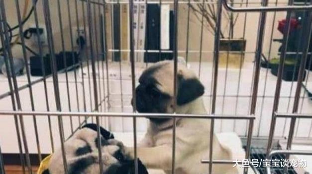 陈赫的方猫都一败涂地，这只“圆规”画出的猫承包了网友整日笑点