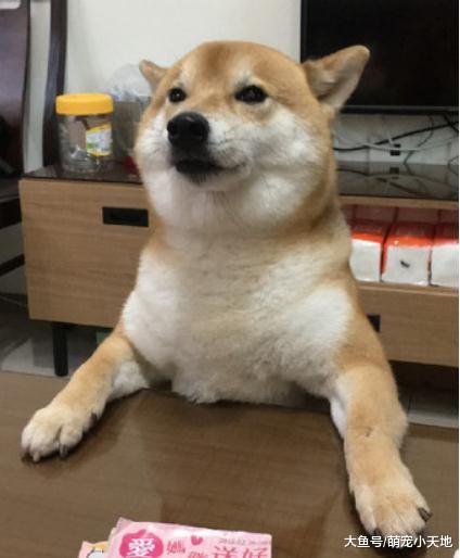 柴穿雨衣秒断电！当模型定格30秒不出门尿尿：快脱掉啦