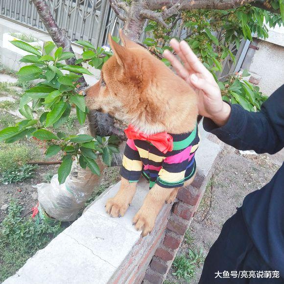 柴犬在墙上闻着树叶好香，抱下来后它直奔去草地而去