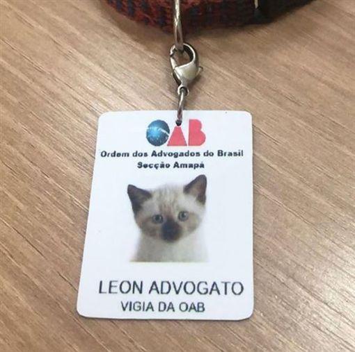 客户举报流浪猫很烦，事务所搞笑解决：现在它是我们的员工了