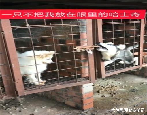 二哈帮助萨摩耶越狱，结果对方并不领情，主人：人家没你这么淘气